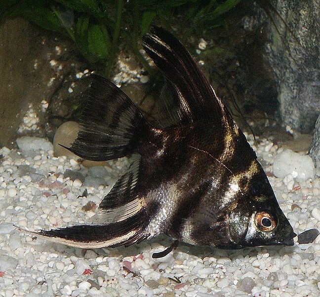 Marbled_angelfish | commons.wikimedia.org | Quatermass