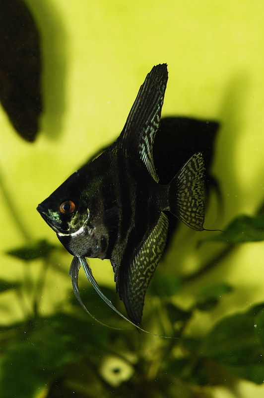 Zebra-Angelfish | Flicker | li-yong