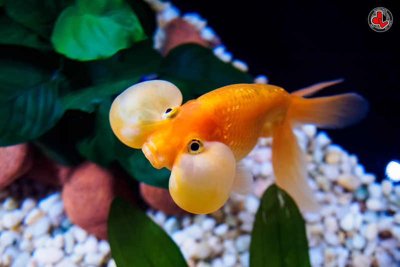 bubble-eye-Goldfish_flicker-Jonathan Leung