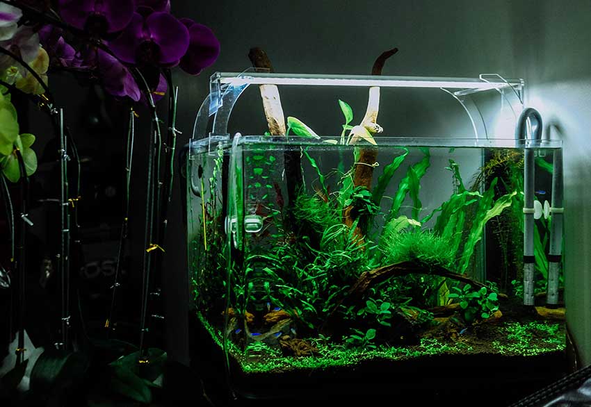 fish-aquarium-tank planted