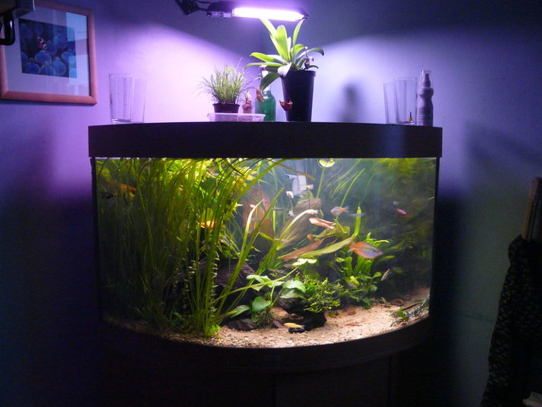 What do I need to start a fish tank?