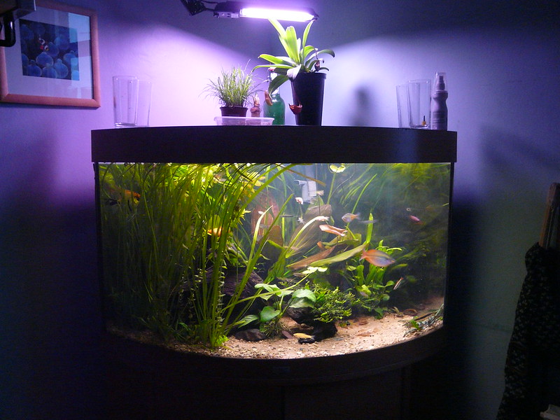 fish-tank-flicker-Emilia-Murray