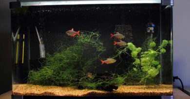 fish-tank-flicker-Robert-Howie