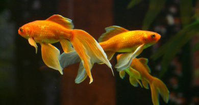 goldfish-comet-longfin