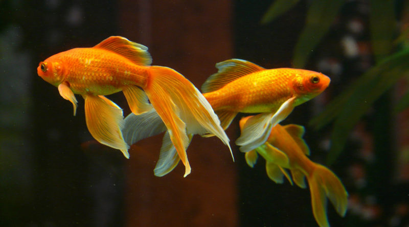 goldfish-comet-longfin