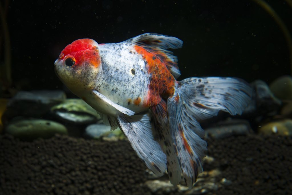 goldfish-oranda