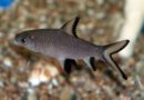Bala shark - commons.wikimedia.org | Author=Gogo78