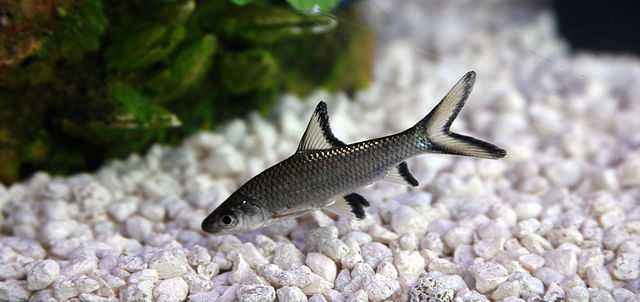 Bala Shark freshwater aquarium Shark type - commons.wikimedia.org | Author - Dstp