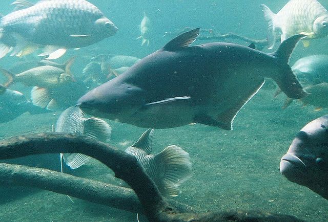 Iridescent Shark freshwater aquarium Shark type | commons.wikimedia.org | author - Melanochromis