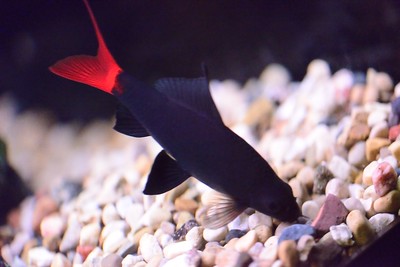 Redtail Shark freshwater aquarium Shark type | Flicker.com | DSC_5292