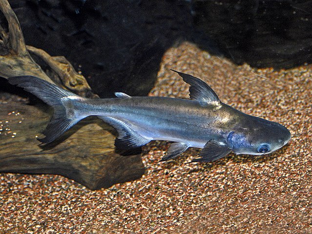 pangasius Shark freshwater aquarium Shark type | commons.wikimedia.org | Author - Hectonichus