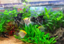Freshwater-Angelfish