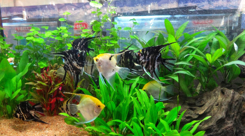 Freshwater-Angelfish