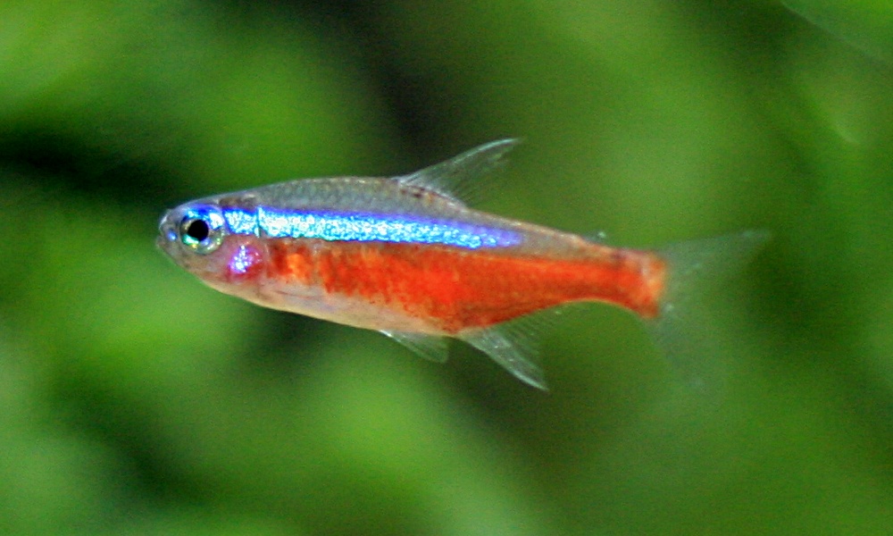 Cardinal_tetra