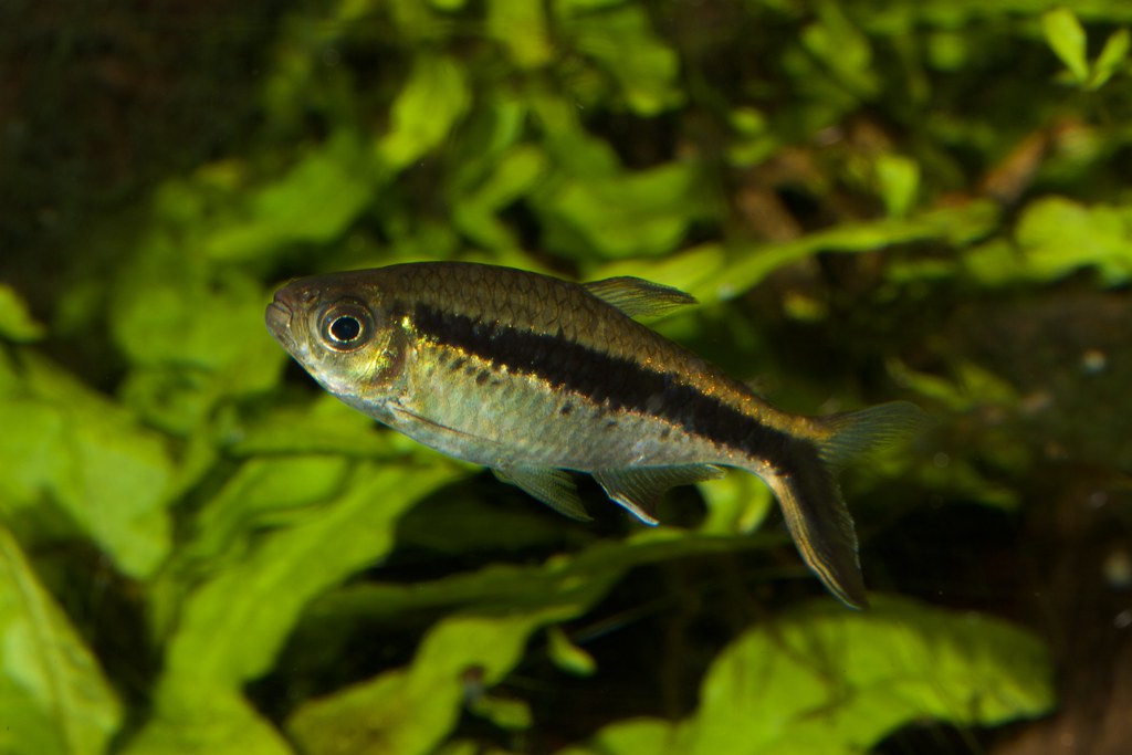 Penguine Tetra