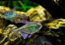 Tetra-fish-variations