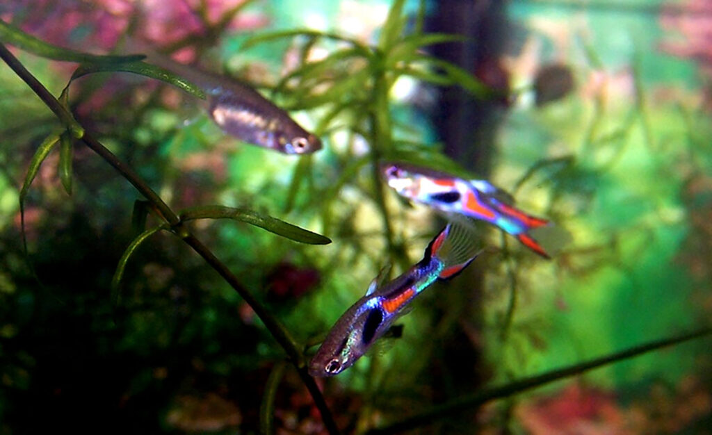 Enders_Guppy-Poecilia_wingei