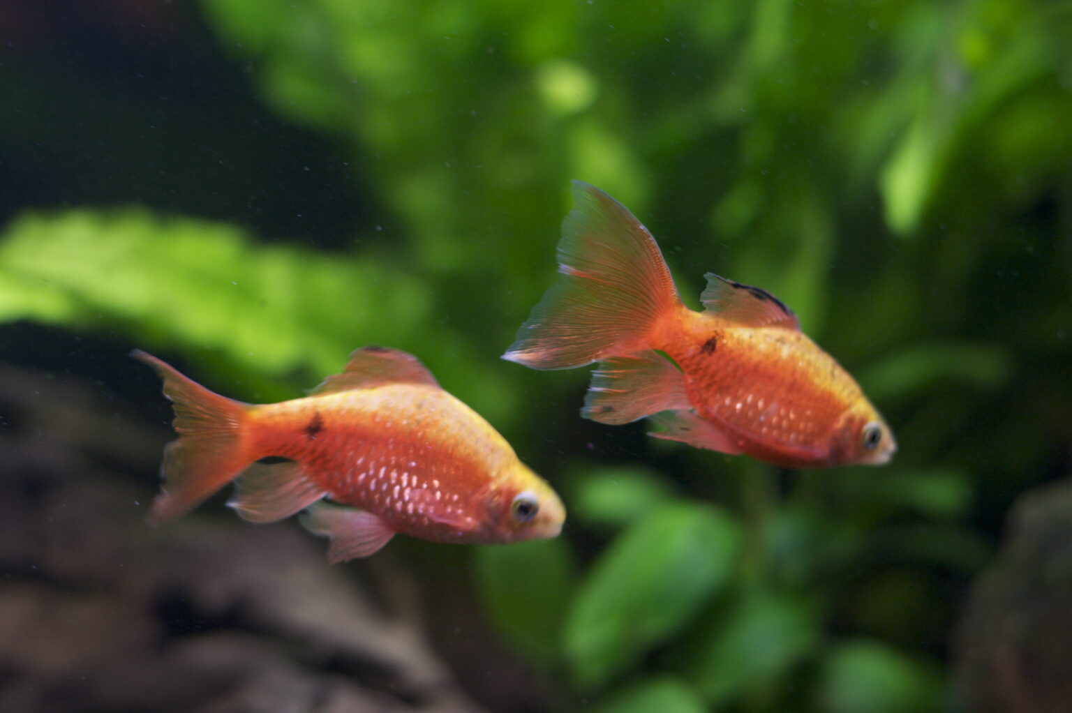Top 10 Tank Mates for Tiger Barbs - aquariumfreaks.com How Many Tiger Barbs In A 30 Gallon Tank