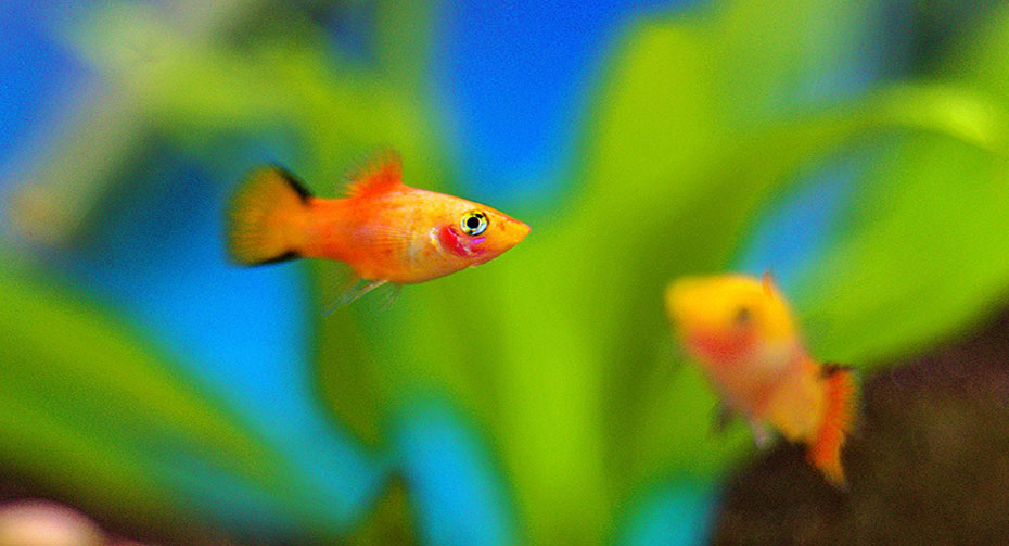 platy-fish