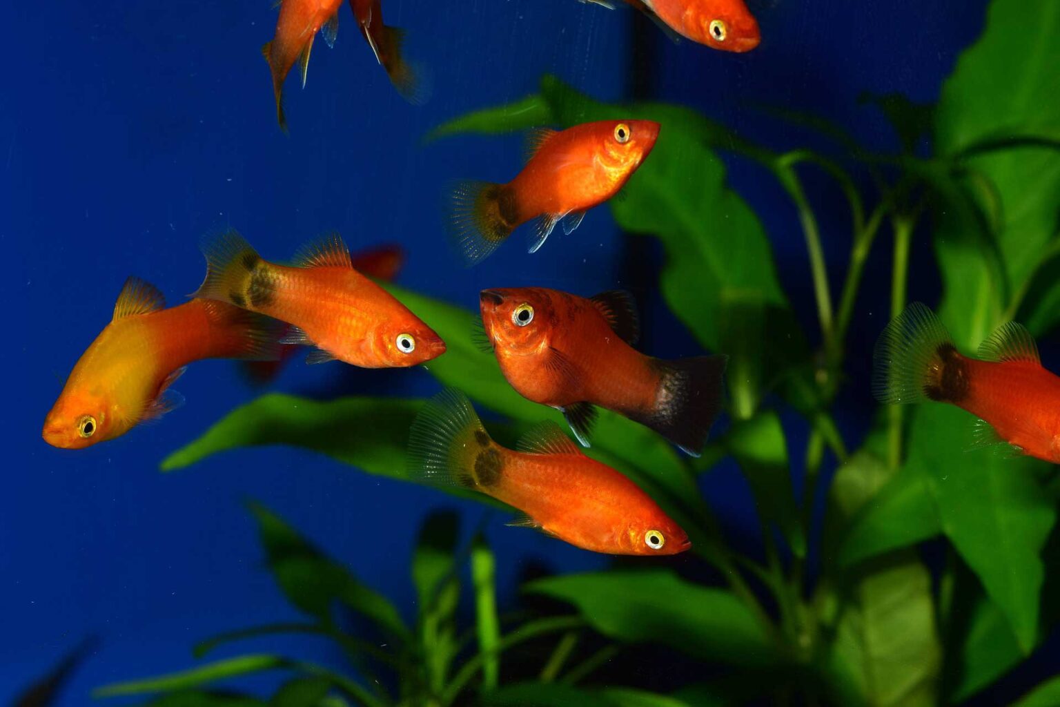Food for Platy Fish A Guide to a Healthy Diet Food for Platy Fish A Guide to a Healthy Diet