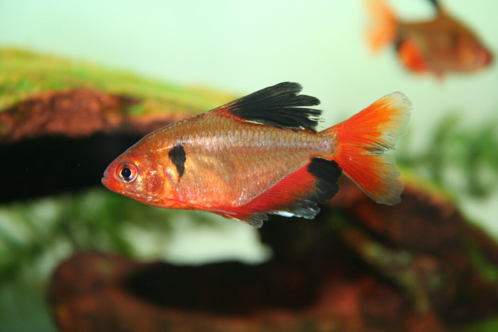 Serpae-tetra-fish