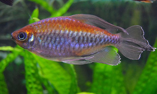 Congo-tetra