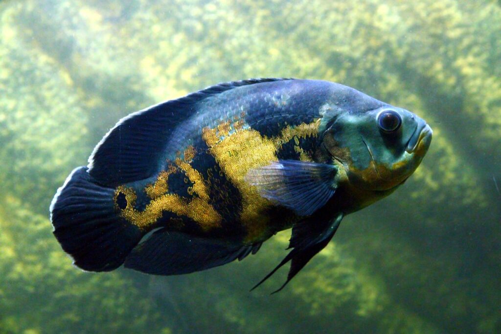 Oscar fish types of cichlids