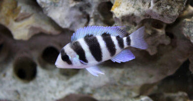 cichlids types, types of cichlids, cichlid species, types of african cichlids,