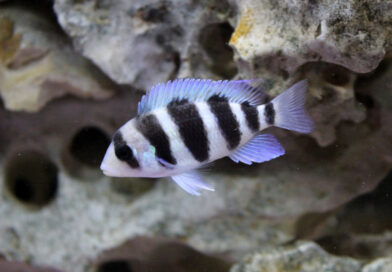 cichlids types, types of cichlids, cichlid species, types of african cichlids,
