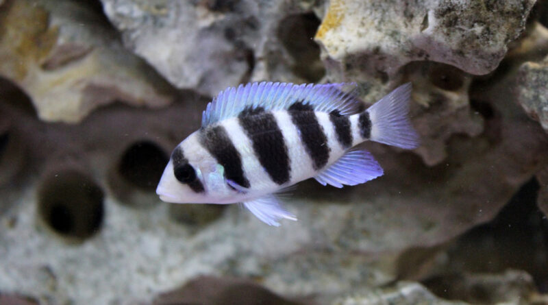 cichlids types, types of cichlids, cichlid species, types of african cichlids,