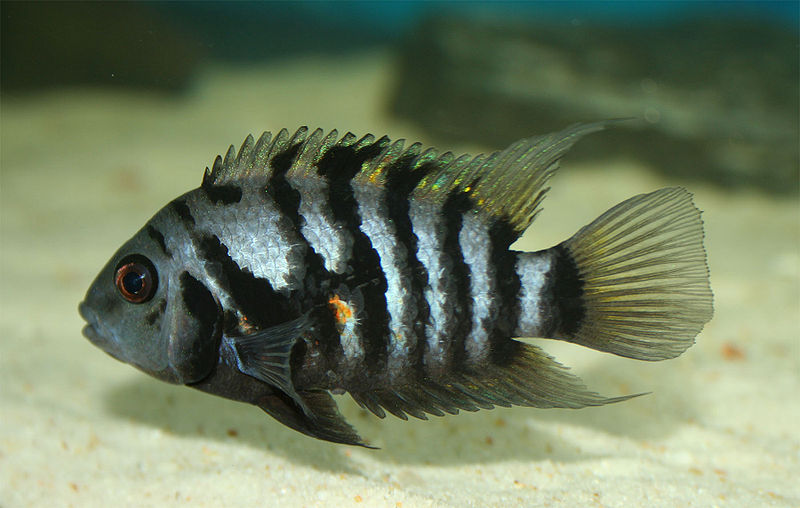 types of cichlids Convict cichlid