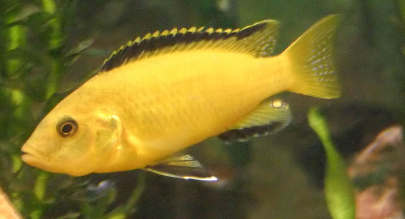 types of cichlids yellow lab cichlid