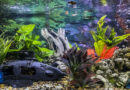 Non-aggressive-fish-freshwater-community-tank