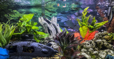 Non-aggressive-fish-freshwater-community-tank