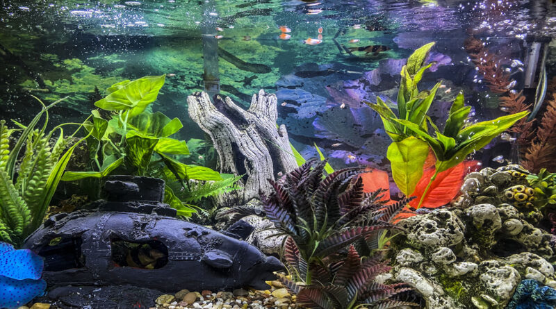 Non-aggressive-fish-freshwater-community-tank