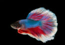 betta-fish-tank-mates