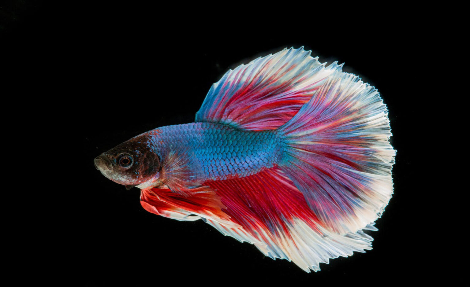 Top 10 Low Maintenance Freshwater Fish for Busy People (Ideal for Small ...