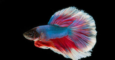 betta-fish-tank-mates