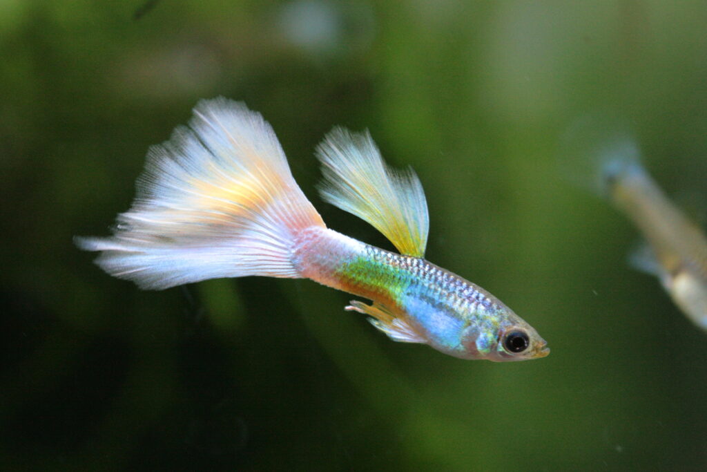 Male-Guppy-Fish