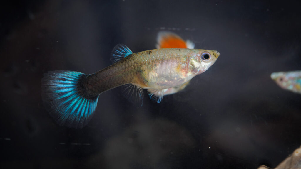 Female-Guppy-Fish