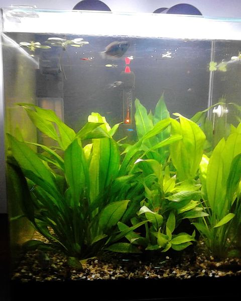 Amazon-sword-aquarium-plant-low-tech-beginner-planted-aquarium