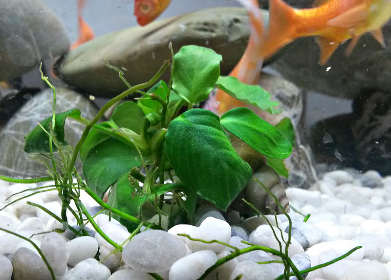 Anubias-plant-for-beginner-planted-aquariums