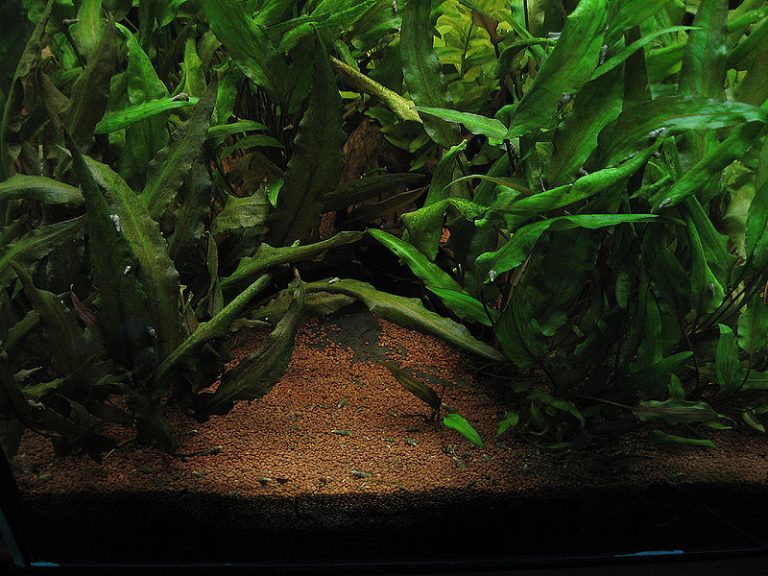 Photo inspiration: Easy Maintenance Low Upkeep Aquarium Reference: How To Setup A Low Tech Beginner Planted Aquarium