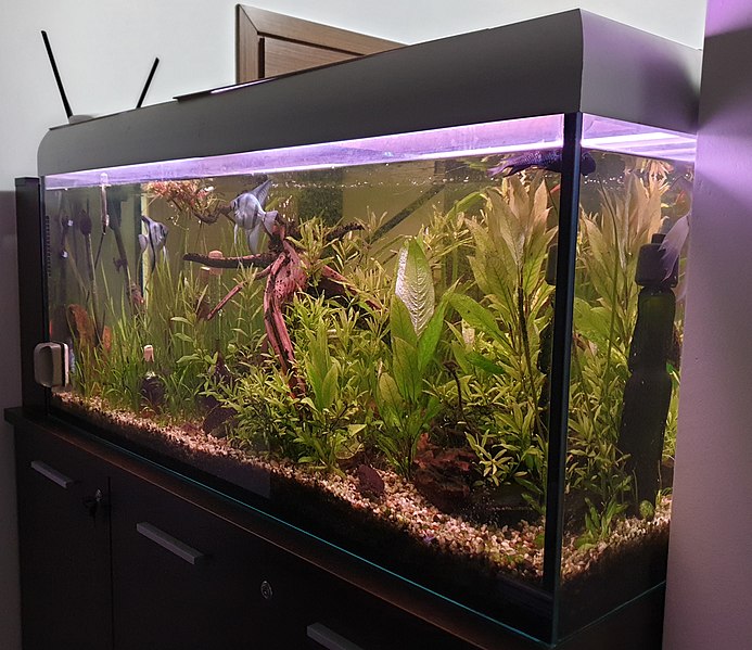 Freshwater-aquarium
