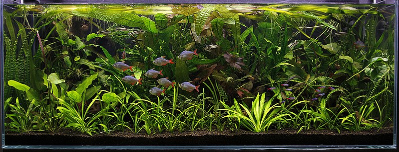 planted-aquarium