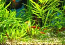 Advanced Techniques for Controlling Algae Growth in Your Aquarium