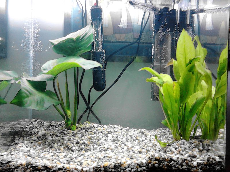 aquarium-heaters-aquarium-innovations