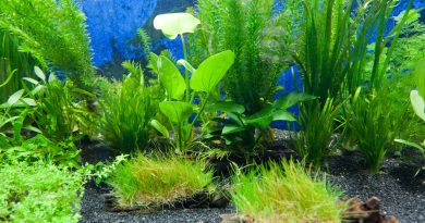 aquarium-plants-planted-aquarium