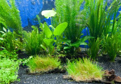 aquarium-plants-planted-aquarium