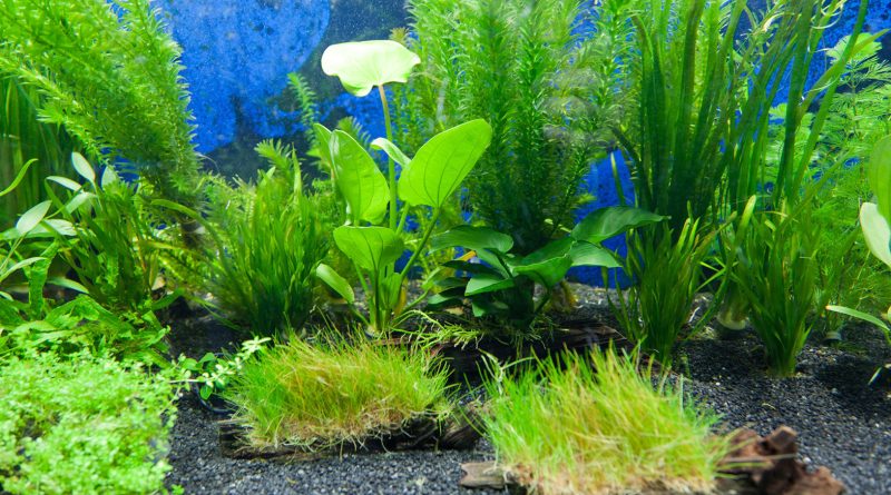aquarium-plants-planted-aquarium